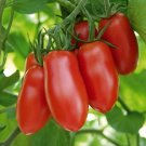 Tomatos Federles Paste Rich In Vitamins And Antioxidants High In Fibers 20 Seeds Indoor Outdoor Gard