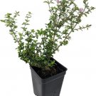 Serissa Blossom Foetida Chery Tree House Fairy Bonsai Live Plant 2.5" Pot Indoor Outdoor Garden Serissa Blossom Foetida Chery Tree House Fairy Bonsai Live Plant 2.5" Pot Indoor Outdoor Garden