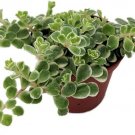 Variegata Sedum Tricolor Spurium Excellent Fairy Out Live Plant 2.5" Pot Indoor Outdoor Garden
