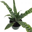 Cryptanthus Star Bettys Earth Pink Creams House Live Plant 5" Pot Indoor Outdoor Garden