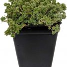 Love'S Triangle Sedum Stonecrop Fairy Pink Rock Live Plant 2.5" Pot Indoor Outdoor Garden