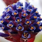 Venustas Chagualillos Puya Chicos Compact Rosettes Ornamental Statement 10 Seeds Indoor Outdoor Gard