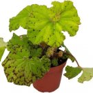 Begonia Rare Dr Block White Flowers Terrarium House Live Plant 375" Pot Indoor Outdoor Garden
