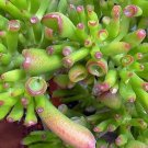 Ovuta Jade Hobbit Crassula Pink White Live Plant 2.5" Pot Indoor Outdoor Garden