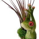 Frog Yogas Hands Raised Good Morning Airs Live Plant And Planter 3" X 3" Indoor Outdoor Garden