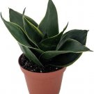 Sansevieria Star Snake Emeralds Almost Impossible Kill House Live Plant 3.7" Pot Indoor Outdoor Gard