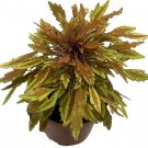 Solenostemon Mane Coppers Lion'S Narrow Leaves Fiery Live Plant 2.5" Pot Indoor Outdoor Garden
