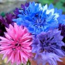 Bachelor'S Blends Talls S Button Botanical Interests 500 Mg Seeds Indoor Outdoor Garden