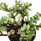 Portulacaria Miracle Spekbooms Creme Green Mini Jade Live Plant 4" Pot Indoor Outdoor Garden