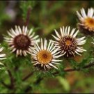 Carlina Carolus Thistle Weather Charle Bronze Stemless Or Short Stemmed 10 Seeds Indoor Outdoor Gard