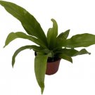 Aspleniums Bird'S Nest Fern Xylem Phloem Live Plant 2.5" Pot Indoor Outdoor Garden