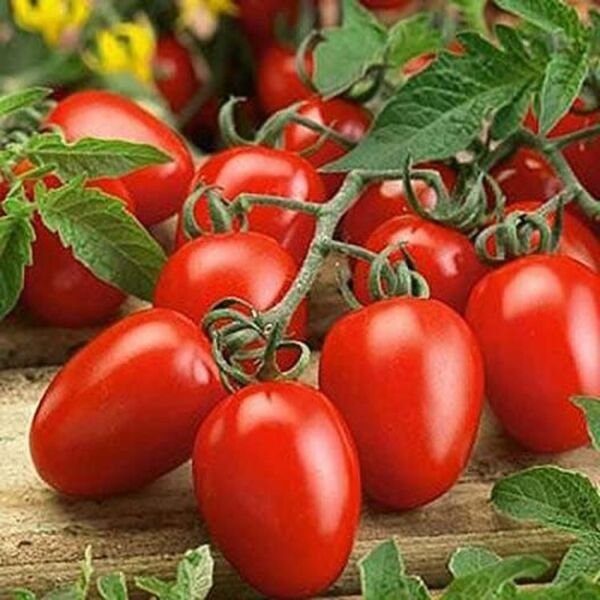 Tomato Sausage Paste Fine Open Pollinated Untraditional 35 Seeds Indoor Outdoor Garden