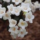 Weigela Spirit Wine Vigorous White Green Blooms Live Plant 4" Pot Indoor Outdoor Garden