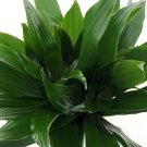 Dracaena Craig Janets Fragrans Dragons Tree House Live Plant 6" Pot Indoor Outdoor Garden