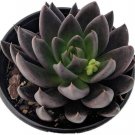 Echeveria Rose Black Knights Mexican Great Succulent Live Plant 2.5" Pot Indoor Outdoor Garden