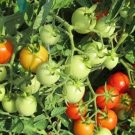 Tomato Lycopersicons Esculentums Baxters Cherry Early Bush Heavy Yields 20 Seeds Indoor Outdoor Gard