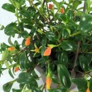 Goldfish Premiums Frequently Blooms House Live Plant 6" Hanging Basket Indoor Outdoor Garden