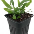 Phlebodium Blue Aureum Fern Star Vascular Live Plant 4" Pot Indoor Outdoor Garden
