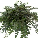 Rotundifolia Button Unusual Pellaea Fern Live Plant 2.5" Pot Indoor Outdoor Garden