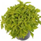 Alternanthera Yellow Biblicals Joseph'S Coat House Live Plant 2.5" Pot Indoor Outdoor Garden