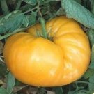 Tomato Beefsteak Kentucky Clear Orange Color Green Shoulders 10 Seeds Indoor Outdoor Garden