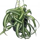 Spider Curly Bonnie Cleans The Air Live Plant 6" Hanging Basket Indoor Outdoor Garden