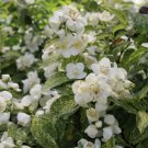 Philadelphus Sparks Illuminatis Oranges Mock Low Grower Live Plant 4" Pot Indoor Outdoor Garden