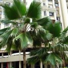 Pacifica Palm Fiji Pritchardia Fan Have An Amazing Amounts Of Variations 5 Seeds Indoor Outdoor Gard