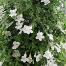 Asarina Erubescens Snapdragon Bouquet Bridal Rare Vining Vine Beautiful 20 Seeds Indoor Outdoor Gard