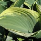 Hosta Regal Shapeds Splendor Green Gray Lavender Blooms Out Live Plant Quart Pot Indoor Outdoor Gard