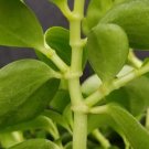 Peperomia Bamboo Rare Stalks Live Plant 2.5" Pot Indoor Outdoor Garden