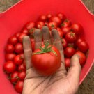 Tomatos Moskvichs Organic Withstands Cool Weathers Crack Resistant 30 Seeds Indoor Outdoor Garden