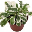 Alternanthera Carpet Whites Joseph'S Coat Ficoideas In Out Live Plant 2.5" Pot Indoor Outdoor Garden