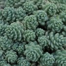 Stonecrop Skies Himalayan Pale Pink Sedum Dasyphylum Live Plant Quart Pot Indoor Outdoor Garden