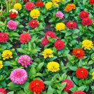Bolder Zinnias Thumbelina Tiny Little Things Charming Flower 1 Gram Seeds Indoor Outdoor Garden