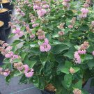 Bluebeard Blue Beyond Pink Cayropteris Spirea Live Plant 4" Pot Indoor Outdoor Garden