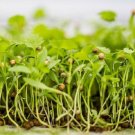 Microgreens Sunflowers Iron Calcium Protein Healthful 40 Grams Seeds Indoor Outdoor Garden
