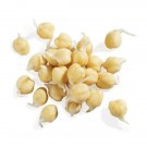 Bean Garbanzo Organic Healthy Nutritious Rich In Vitamins 60 Grams Sprout Indoor Outdoor Garden Bean Garbanzo Organic Healthy Nutritious Rich In Vitamins 60 Grams Sprout Indoor Outdoor Garden