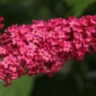 Buddleias Charming Monarch Butterfly Bush Live Plant Gallon Pot Indoor Outdoor Garden Buddleias Charming Monarch Butterfly Bush Live Plant Gallon Pot Indoor Outdoor Garden