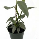 Hastatum Sword Rares Philodendron Silver Tropical Feel Live Plant 4" Pot Indoor Outdoor Garden Hastatum Sword Rares Philodendron Silver Tropical Feel Live Plant 4" Pot Indoor Outdoor Garden