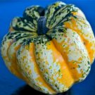 Gourd Carnival Delightful Beautiful Wacky Array Shapes Colors And Sizes 12 Seeds Indoor Outdoor Gard Gourd Carnival Delightful Beautiful Wacky Array Shapes Colors And Sizes 12 Seeds Indoor Outdoor Gard