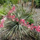 Hesperaloes Yuccas Red Tropical Tolerants Thats Has Long Slender Leaves 15 Seeds Indoor Outdoor Gard