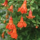 Pomegranates Peppys Le Punicas Granatums Pom Live Plant 4" Pot Indoor Outdoor Garden