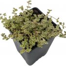 Crassula Kittys Minis Jades Terrarium Fairy Live Plant 2.5" Pot Indoor Outdoor Garden Crassula Kittys Minis Jades Terrarium Fairy Live Plant 2.5" Pot Indoor Outdoor Garden