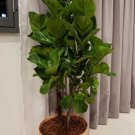 Ficus Dwarf Bambino Fiddleleaf Tree Fig Great Live Plant 4" Pot Indoor Outdoor Garden Ficus Dwarf Bambino Fiddleleaf Tree Fig Great Live Plant 4" Pot Indoor Outdoor Garden
