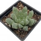 Hybrid Haworthias Cooperis Succulent House Live Plant 2.5" Pot Indoor Outdoor Garden
