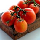 Beefsteak Tomato Bush Type One Of The Largest Cultivars Rainbow Of Color 35 Seed Indoor Outdoor Gard