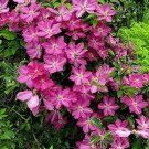 Lavender Clematis Sprinkles White Rosy Queen Of Vines Live Plant 2.5" Pot Indoor Outdoor Garden Lavender Clematis Sprinkles White Rosy Queen Of Vines Live Plant 2.5" Pot Indoor Outdoor Garden
