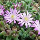 Delosperma Beaufort Tiny Pink Ice Sun Fairy Live Plant 2.5" Pot Indoor Outdoor Garden