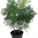 Asparagus Retrofractus Mings Macowanii In Out Live Plant 2.5" Pot Indoor Outdoor Garden